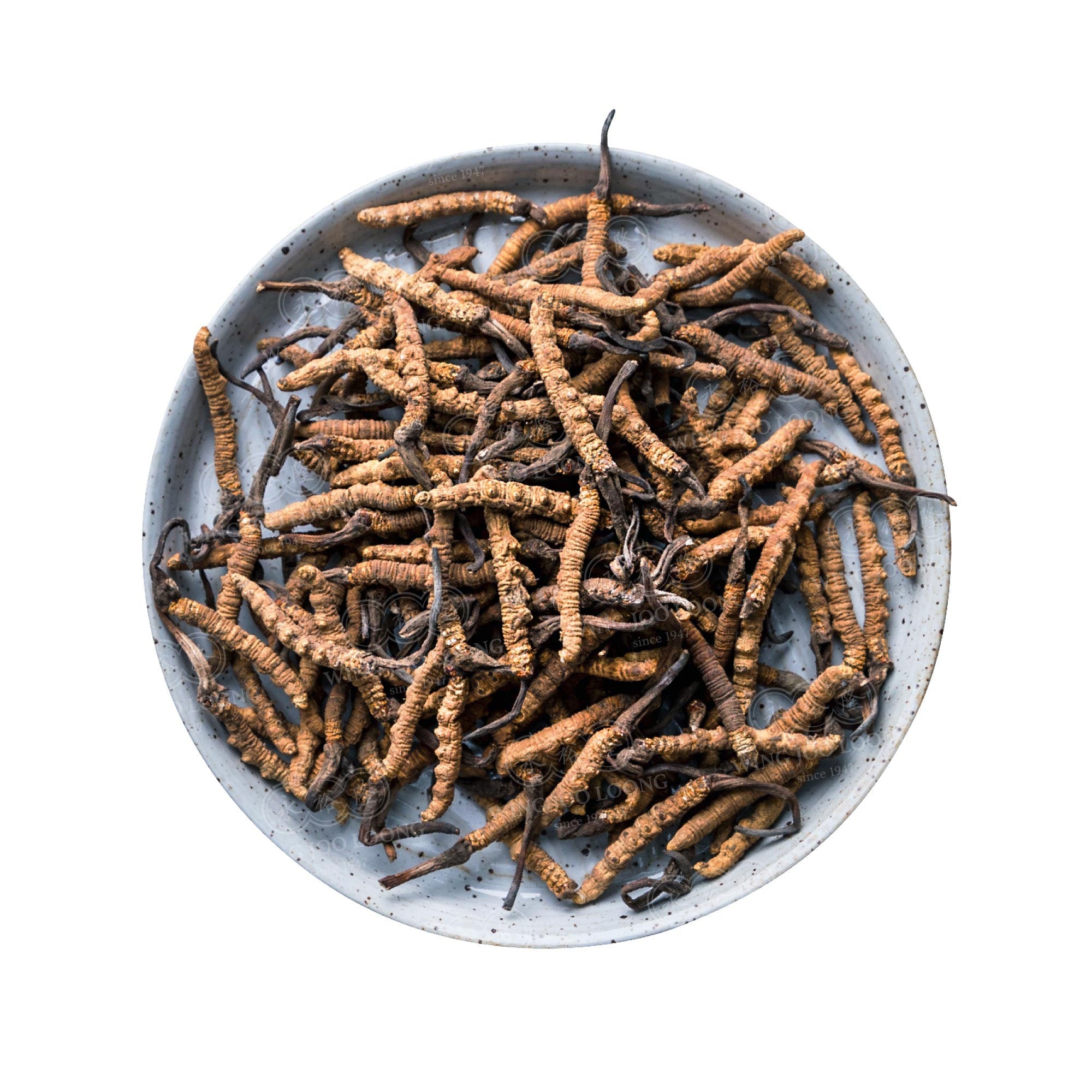 Wing Joo Loong Loose Wild Cordyceps 顶级野生冬虫夏草